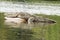 The sleeping crocodile in lake