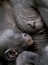 The sleeping cub chimpanzee Bonobo ( Pan paniscus) on a breast of the nursing Mother.