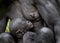 The sleeping cub chimpanzee Bonobo ( Pan paniscus) on a breast of the nursing Mother. Portrait close up.