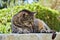 Sleeping cute brown tabby cat. Tabby cat lying outdoor. Gray street striped kitten outside