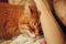 Sleeping cute ginger cat in a home bed. Domestic adult senior tabby cat having a rest