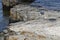 Sleeping cute harbor seal lying on a rocky coastline