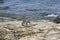 Sleeping cute harbor seal lying on a rocky coastline under the sun