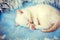 Sleeping cute little white kitten