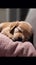 sleeping cute puppy adorable cinematic photo generative AI