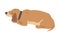 Sleeping Dachshund Dog, Cute Pet Animal with Light Brown Coat Cartoon Vector Illustration