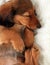 Sleeping dachshund puppy