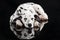 Sleeping dalmatian dog isolated on black