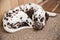 Sleeping dalmatian puppy.Dalmatian Dog is relaxing. Puppy sleeping on a carpet in brightly lit modern apartment