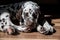 Sleeping dalmatian puppy.Dalmatian Dog is relaxing. Puppy sleeping on a wooden floor in brightly lit modern apartment