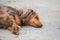 Sleeping Dapple Doxie or Dapple Dachshund