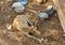 Sleeping Deer and a flock of guinea fowl in the stall