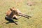 Sleeping deer on grass in Nara, Japan