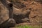 Sleeping dehorned White Rhino Ceratotherium simum 14787