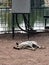 Sleeping dog, fence, electric board, lake, water