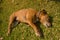 Sleeping dog on grass