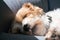 Sleeping Dog Portrait - Shih Tzu Mix