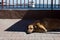 Sleeping dog at the seaport with yellow ear identification tag wich means sterilized.