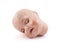 Sleeping doll head