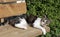 Sleeping domestic cat on the garden bench