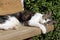 Sleeping domestic cat on the garden bench