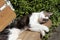 Sleeping domestic cat on the garden bench