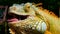 Sleeping dragon. Close-up portrait of resting vibrant Lizard. Selective focus. Green Iguana native to tropical areas