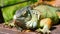 Sleeping dragon. Close-up portrait of resting vibrant Lizard. Selective focus. Green Iguana native to tropical areas