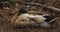 The Sleeping Duck of Idle Hour Park