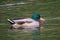 Sleeping duck mallard