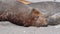 Sleeping Elephant Seal on the beach