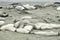 Sleeping Elephant Seal Colony On A Seashore