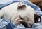 Sleeping English Bulldog