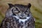 Sleeping Eurasian Eagle Owl