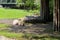 The sleeping family of capybaras on the grass in the sunny day.