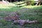 The sleeping family of cheetahs on the grass in the sunny day.