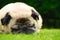 Sleeping Fawn Pug