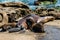 Sleeping Female California Sea Lion with Two Nursing Pups