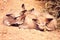 Sleeping Fennec foxes. Desert fox.