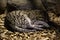 Sleeping Fishing cat