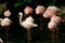 SLeeping flamingoes