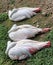 Sleeping flamingos 2
