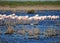 Sleeping Flamingos In A Lake In The Camargue France