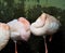 Sleeping Flamingos in the Zoo of Karlsruhe