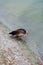 Sleeping Florida Muscovy duck