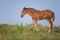 Sleeping foal in a meadow