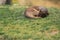 Sleeping fossa