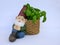 Sleeping garden gnome, sitting, leans against a basket, filled with basil. on white background