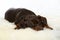Sleeping german pinscher puppy on a sheep fur