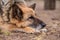 Sleeping german shepherd dog outdoor on ground